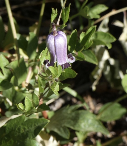 Bigelow's Leatherflower (Clematis bigelovii)