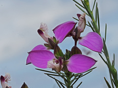 Polygala umbellata