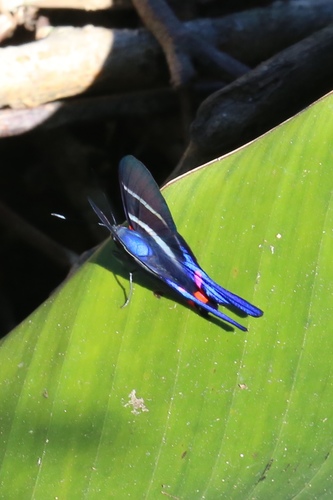 Long-tailed Metalmark