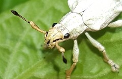 Platyomus