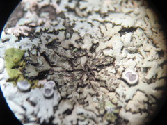 Phaeophyscia orbicularis image
