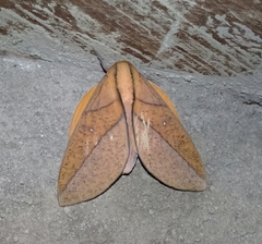 Adeloneivaia