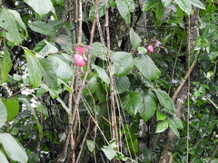 Pogonopus