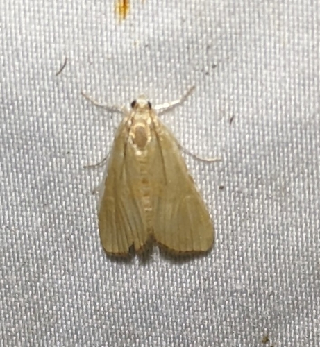 Streaked Orange Moth (Nascia acutellus)