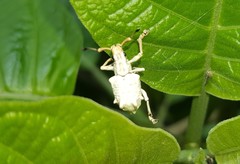 Platyomus