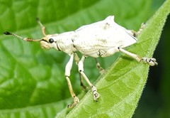 Platyomus