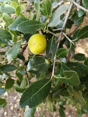 Elaeodendron zeyheri