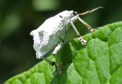 Platyomus