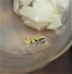 Crypsitricha mesotypa