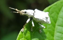 Platyomus