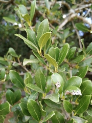 Elaeodendron zeyheri