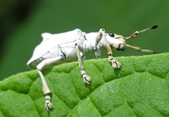 Platyomus