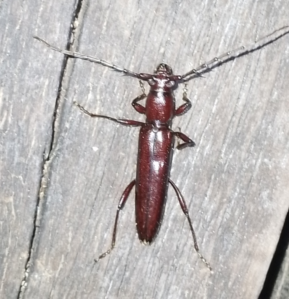 Psyrassa atkinsoni