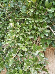 Elaeodendron zeyheri