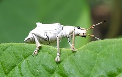 Platyomus