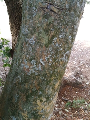 Elaeodendron zeyheri