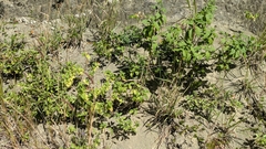 Cnemidophorus lemniscatus