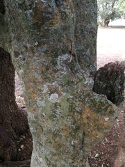 Elaeodendron zeyheri