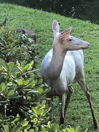 White-tailed Deer photographed in South Carolina