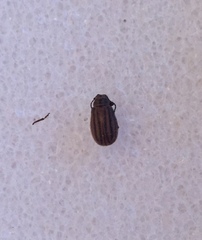 Ophraella sexvittata