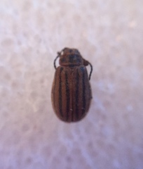 Ophraella sexvittata