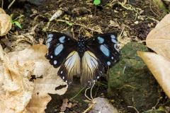 Hypolimnas anthedon anthedon