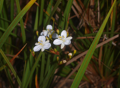Libertia peregrinans