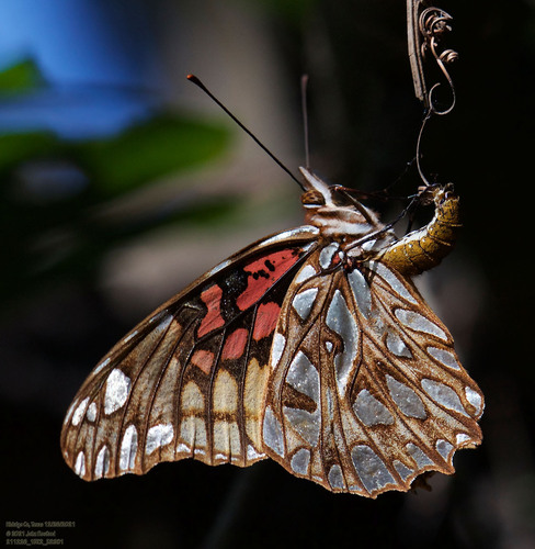 Mexican Silverspot photo 3