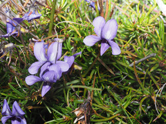Viola decumbens
