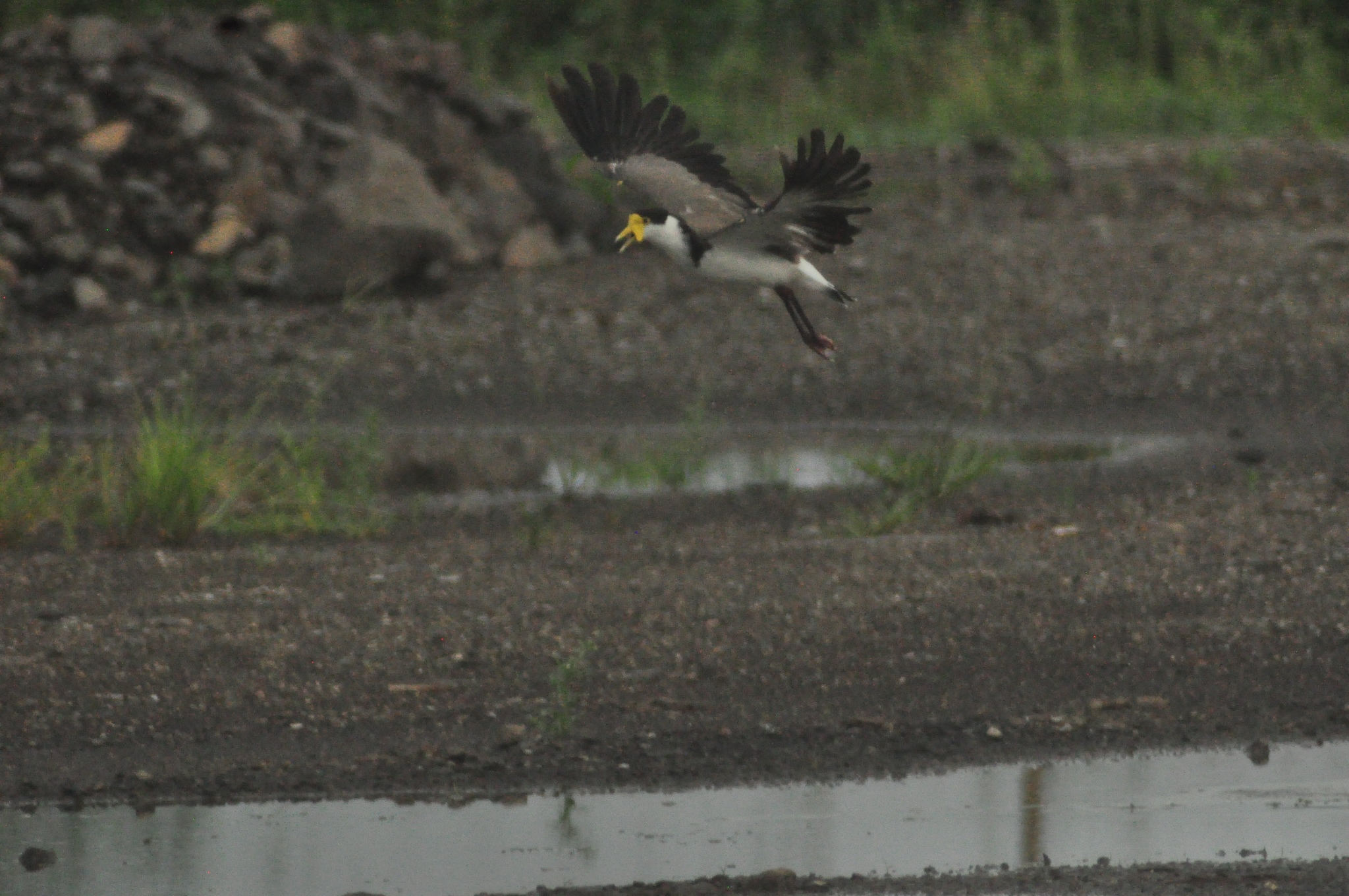 Masked Lapwing