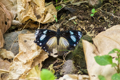 Hypolimnas anthedon anthedon