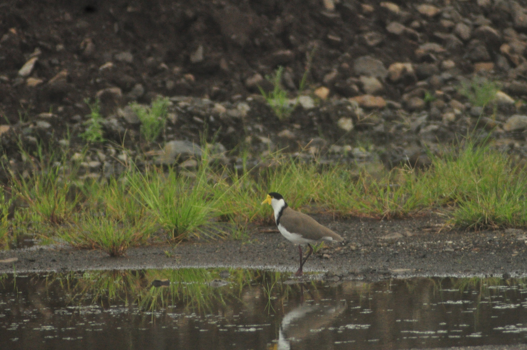 Masked Lapwing