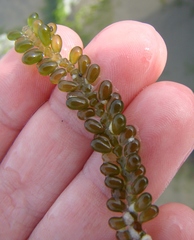 Caulerpa geminata
