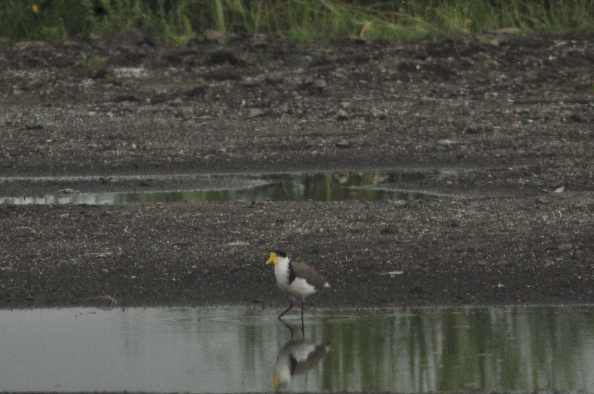 Masked Lapwing