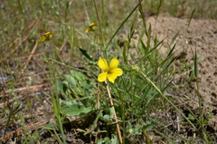 Viola purpurea