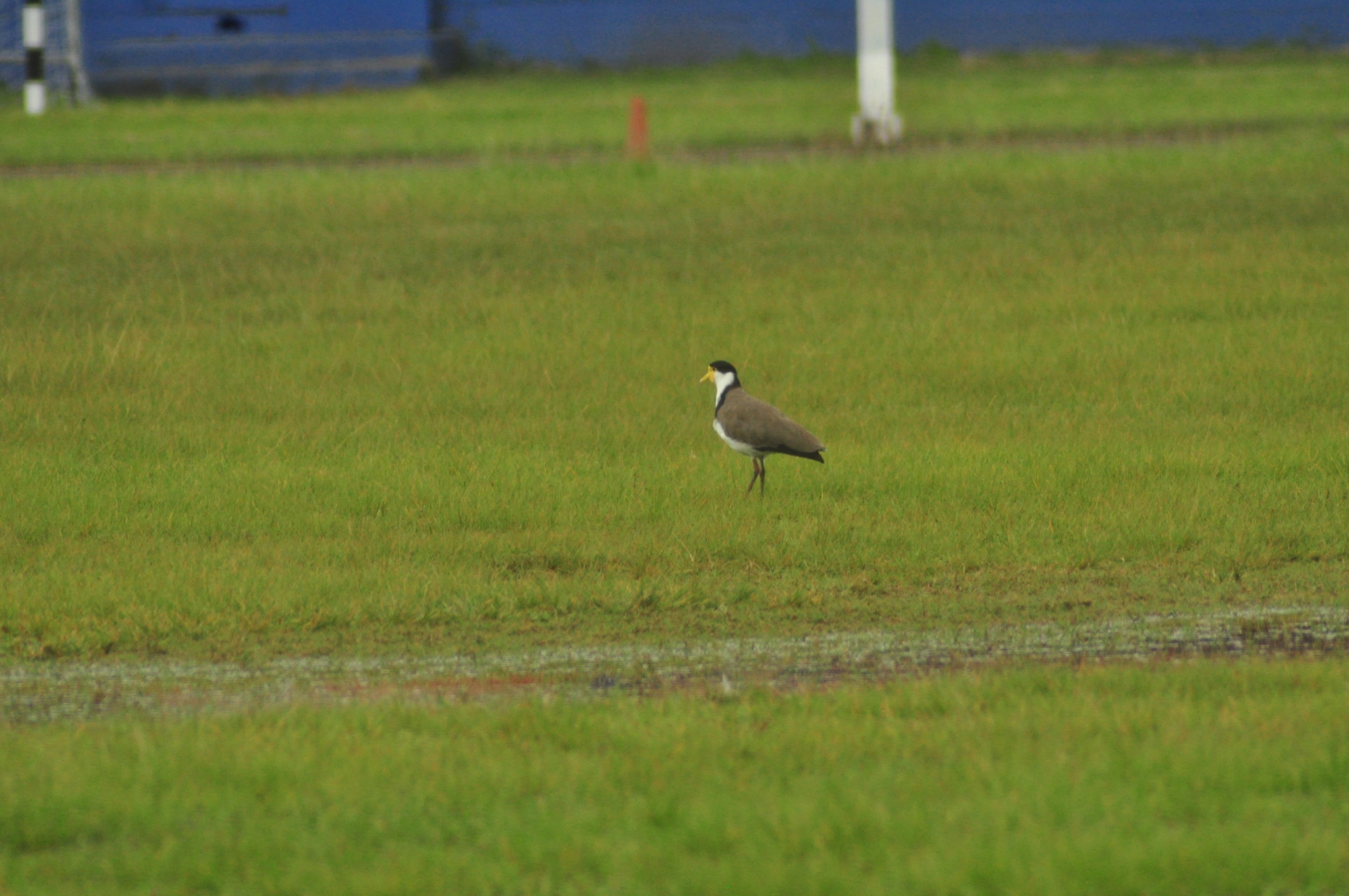 Masked Lapwing