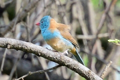 Uraeginthus cyanocephalus