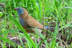 Uraeginthus bengalus