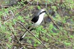 Lanius excubitoroides