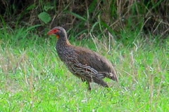 Pternistis rufopictus
