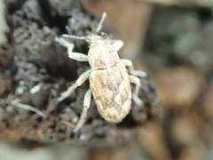 Coniatus