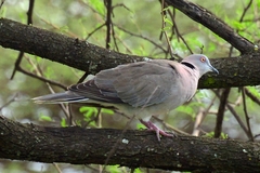 Streptopelia decipiens