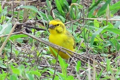 Crithagra dorsostriata