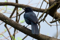 Laniarius funebris