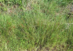 Juncus occidentalis