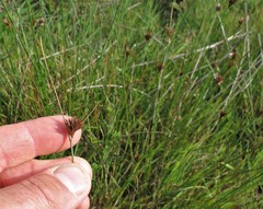 Juncus occidentalis