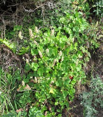 Heuchera pilosissima