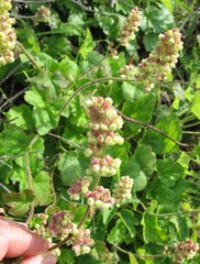 Heuchera pilosissima