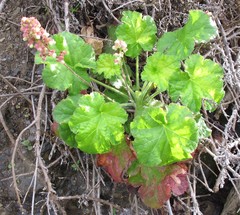 Heuchera pilosissima