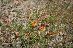 Acmispon decumbens